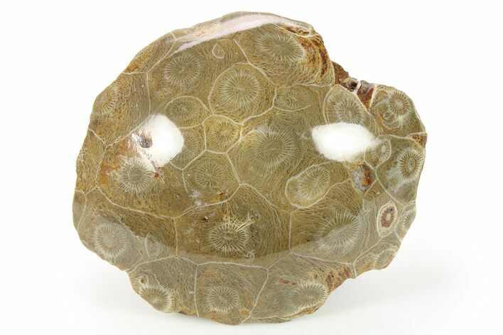Polished Fossil Coral (Actinocyathus) Head - Morocco #271840